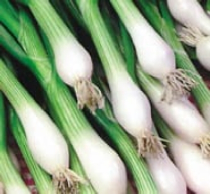 Picture of Organic Spring Onion White Lisbon